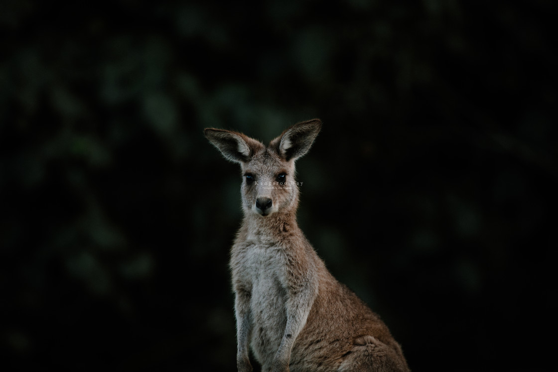 "Kangaroo Way 0194" stock image