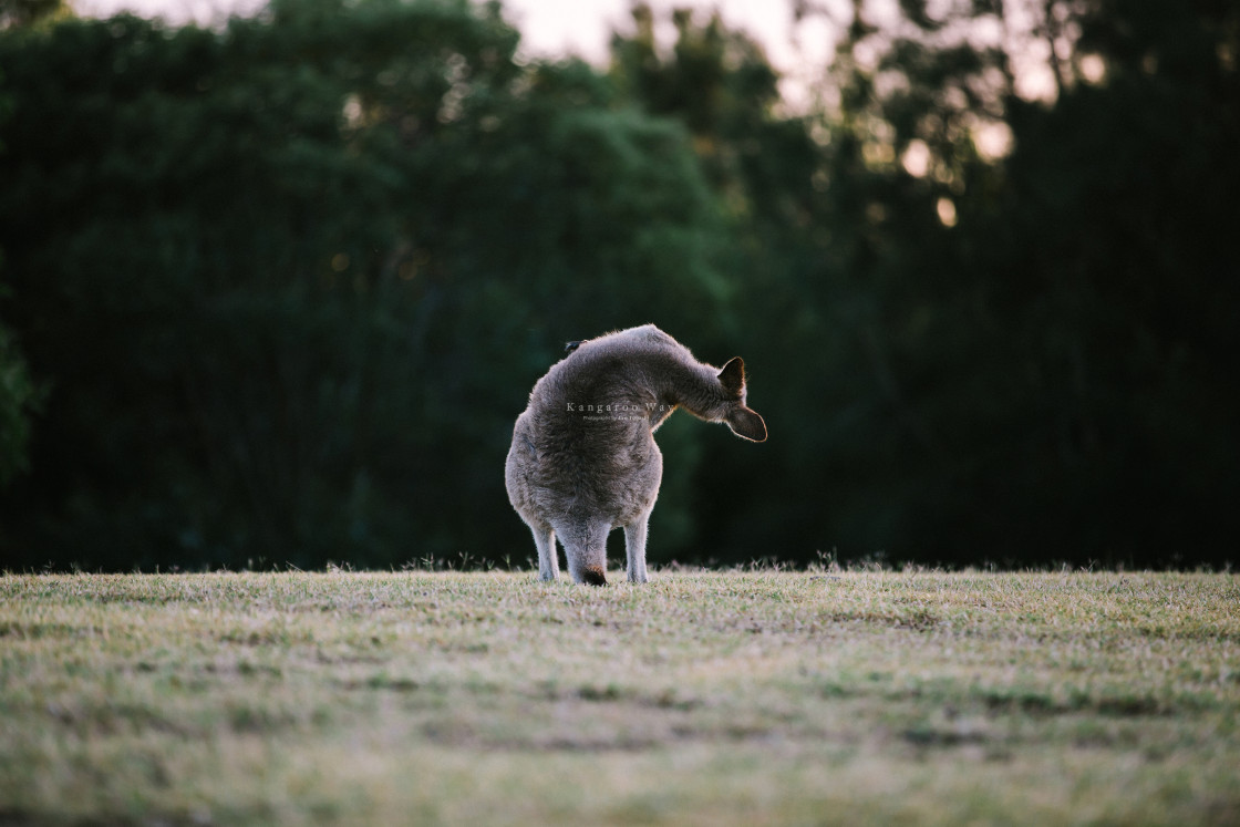 "Kangaroo Way 0206" stock image