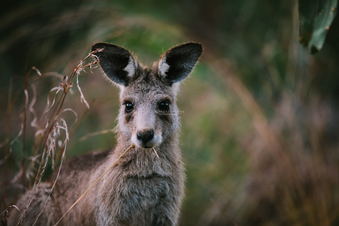 "Kangaroo Way 0207" stock image