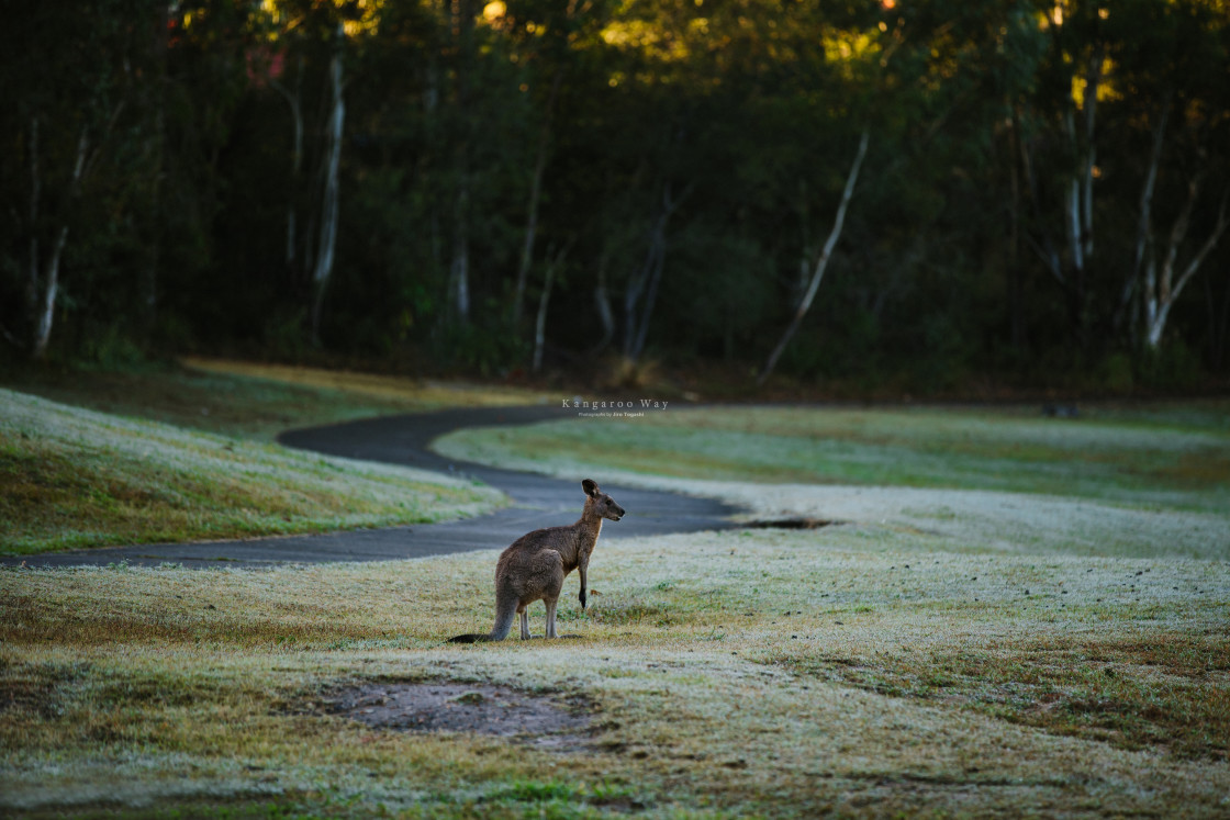 "Kangaroo Way 0211" stock image