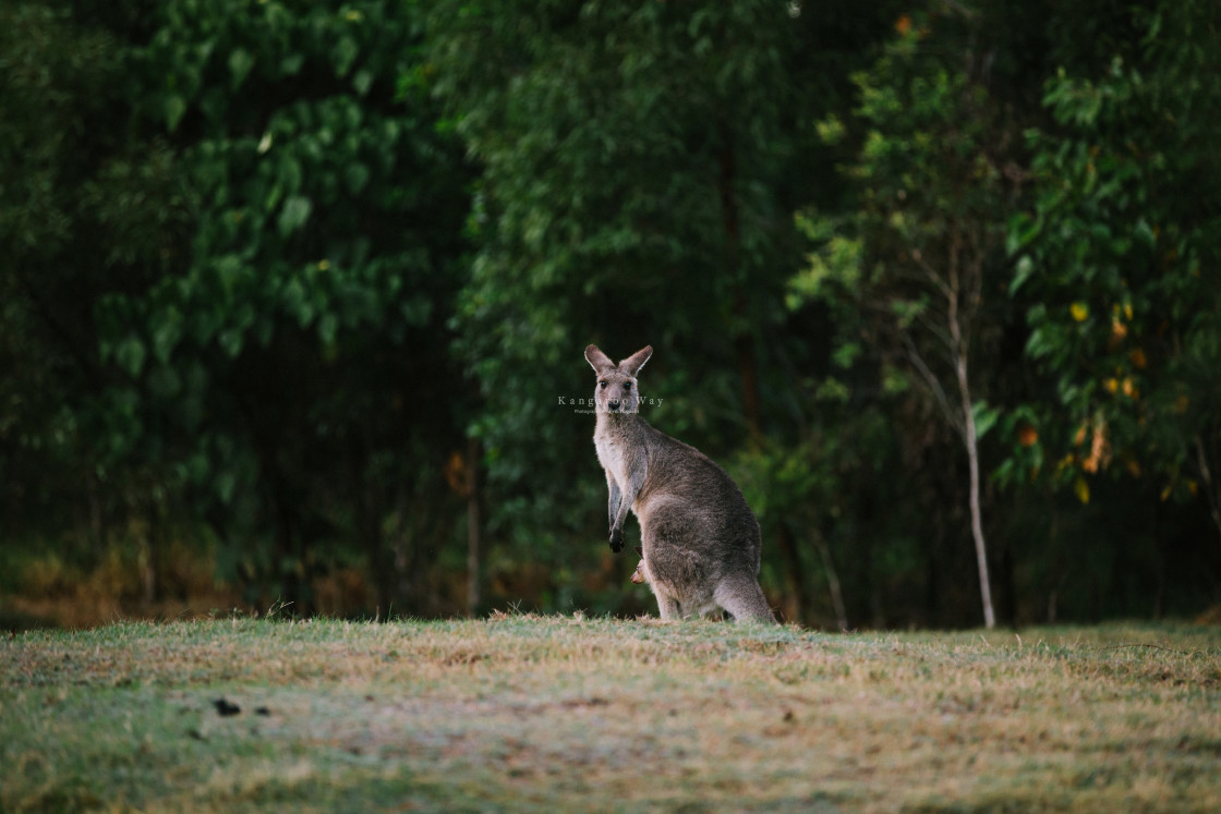 "Kangaroo Way 0213" stock image