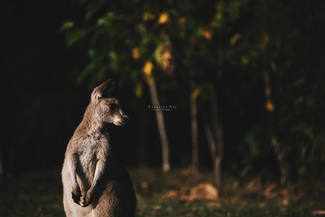 "Kangaroo Way 0218" stock image