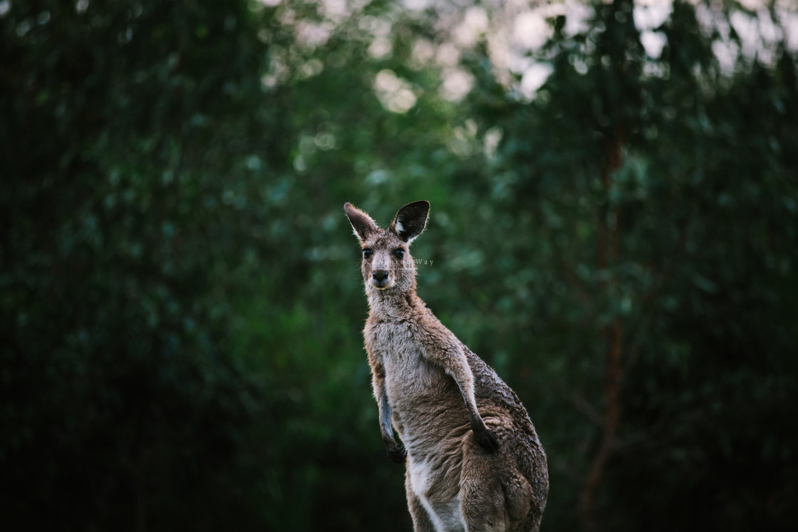 "Kangaroo Way 0228" stock image