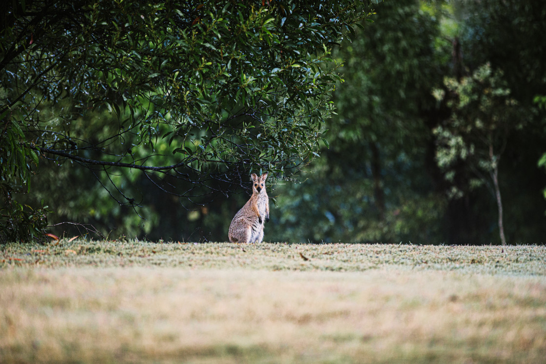 "Kangaroo Way 0244" stock image