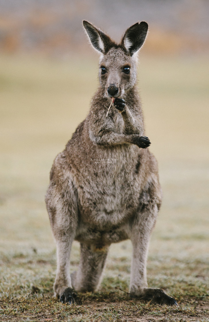 "Kangaroo Way 0254" stock image