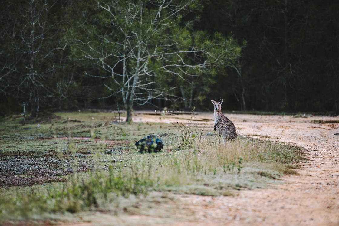 "Kangaroo Way 0267" stock image