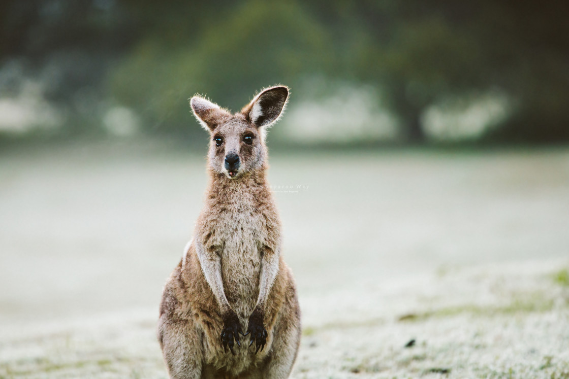 "Kangaroo Way 0272" stock image