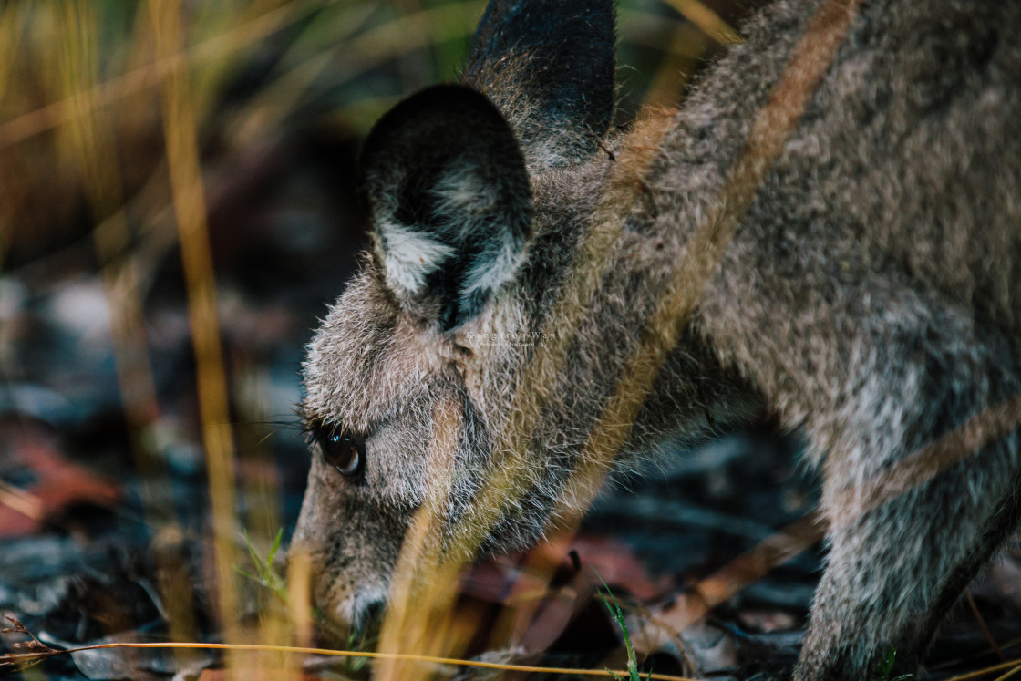 "Kangaroo Way 0283" stock image