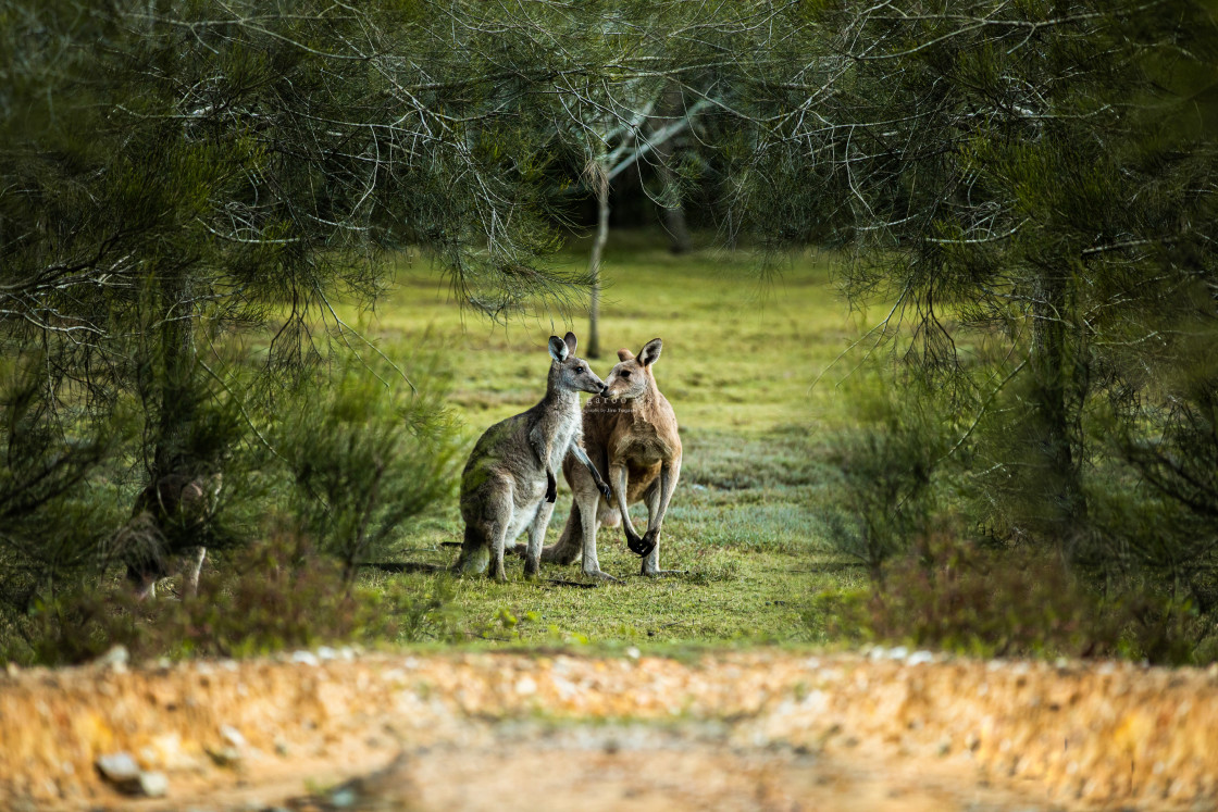 "Kangaroo Way 0296" stock image