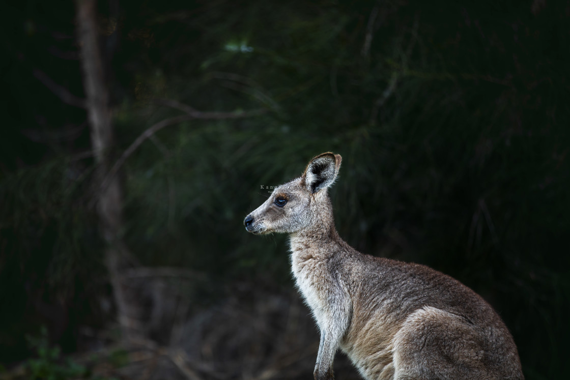 "Kangaroo Way 0305" stock image