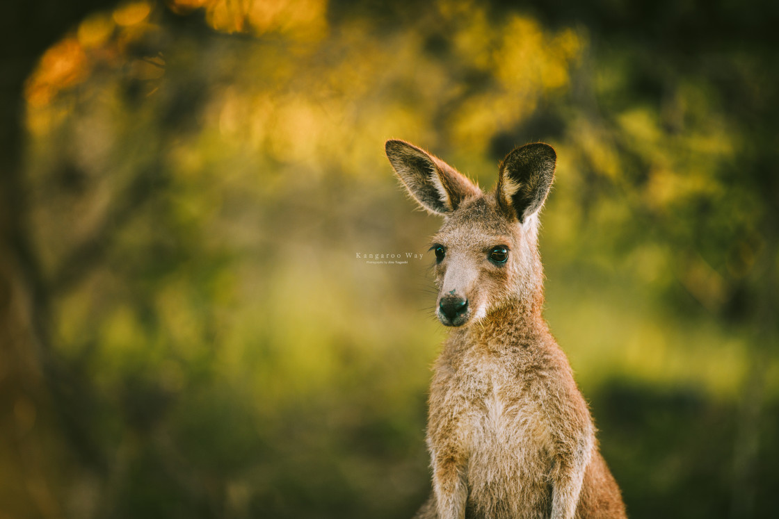 "Kangaroo Way 0307" stock image