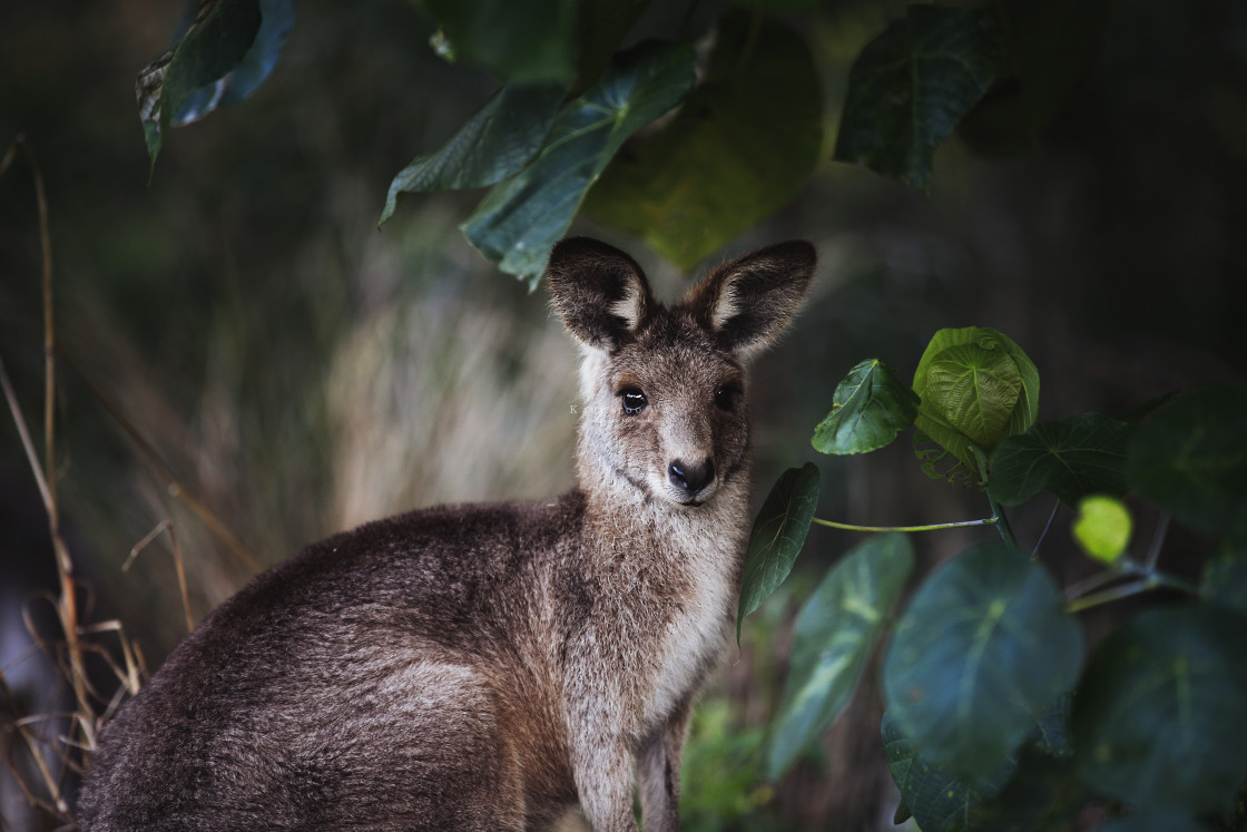 "Kangaroo Way 0313" stock image