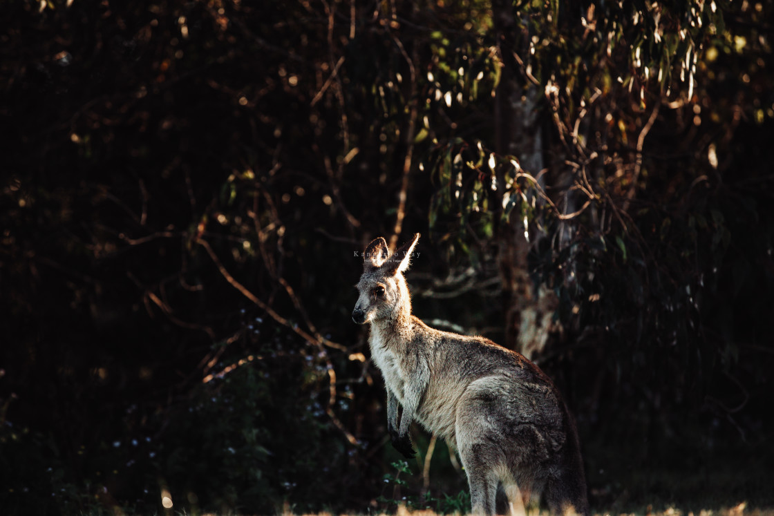 "Kangaroo Way 0314" stock image