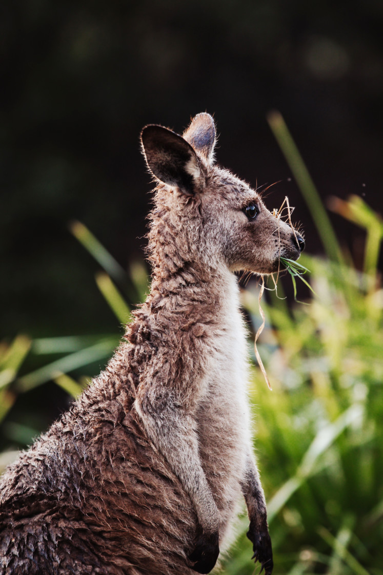 "Kangaroo Way 0318" stock image