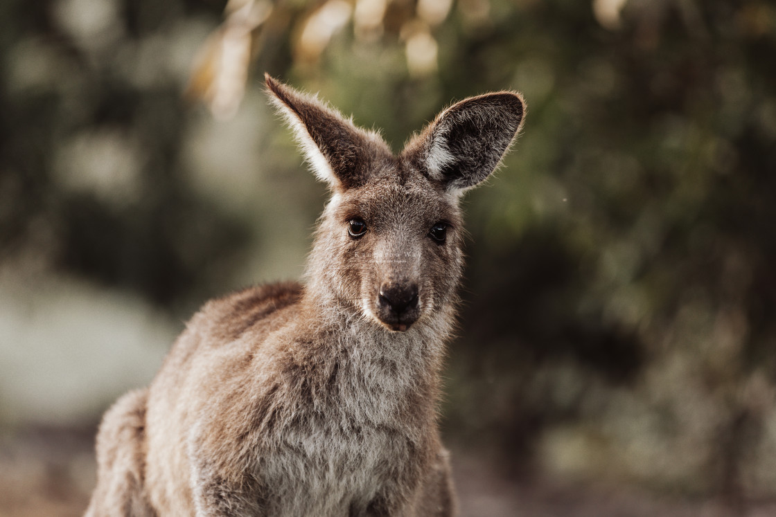 "Kangaroo Way 0322" stock image