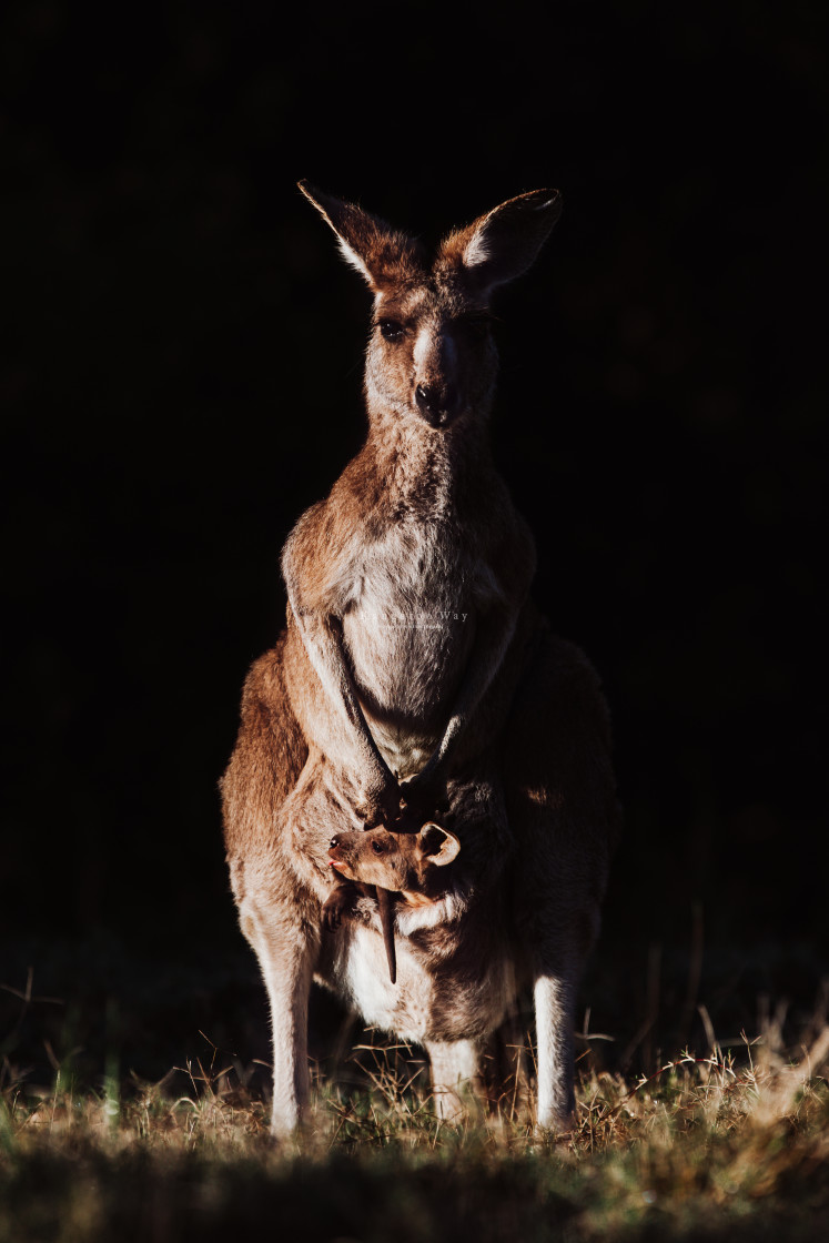 "Kangaroo Way 0325" stock image