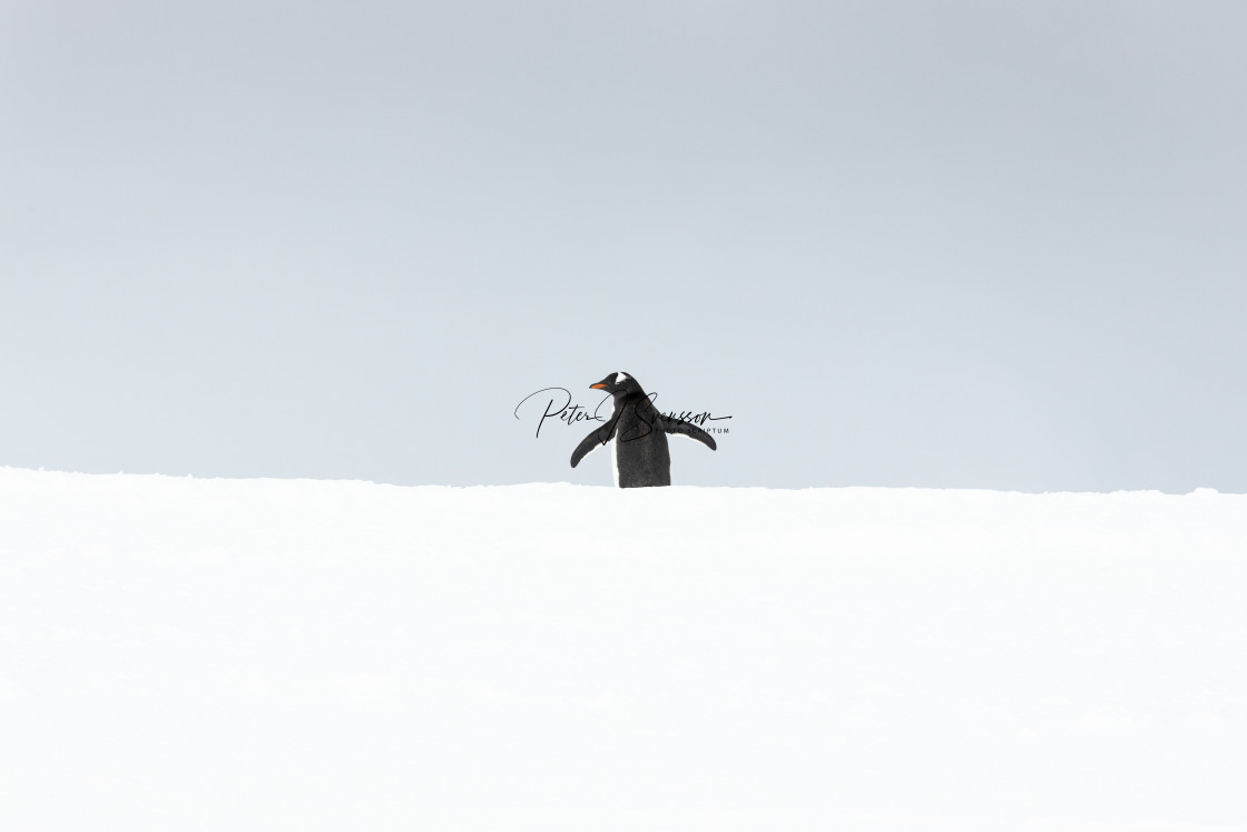 "0813 - A gentoo penguin in Dorian Bay" stock image