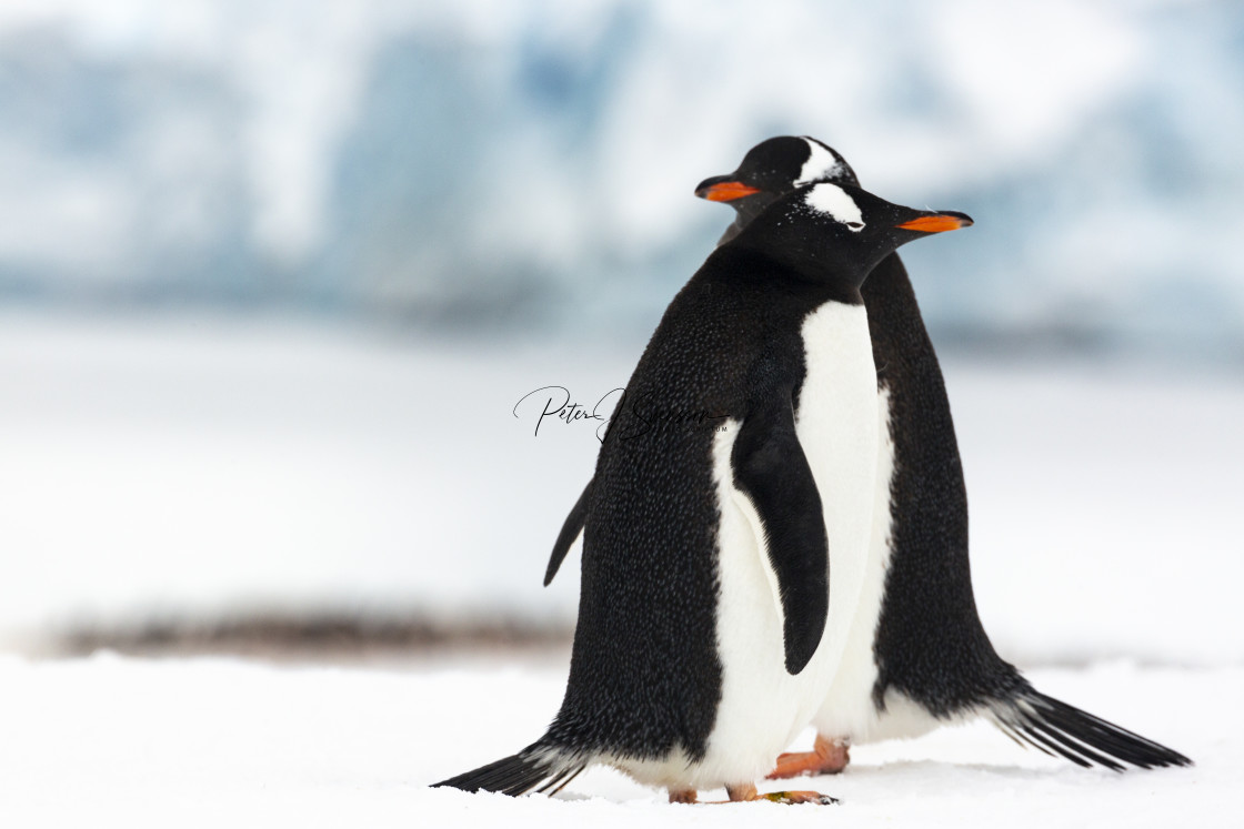 "0534 - Antarctica: 2 gentoo penguins crossing each other" stock image