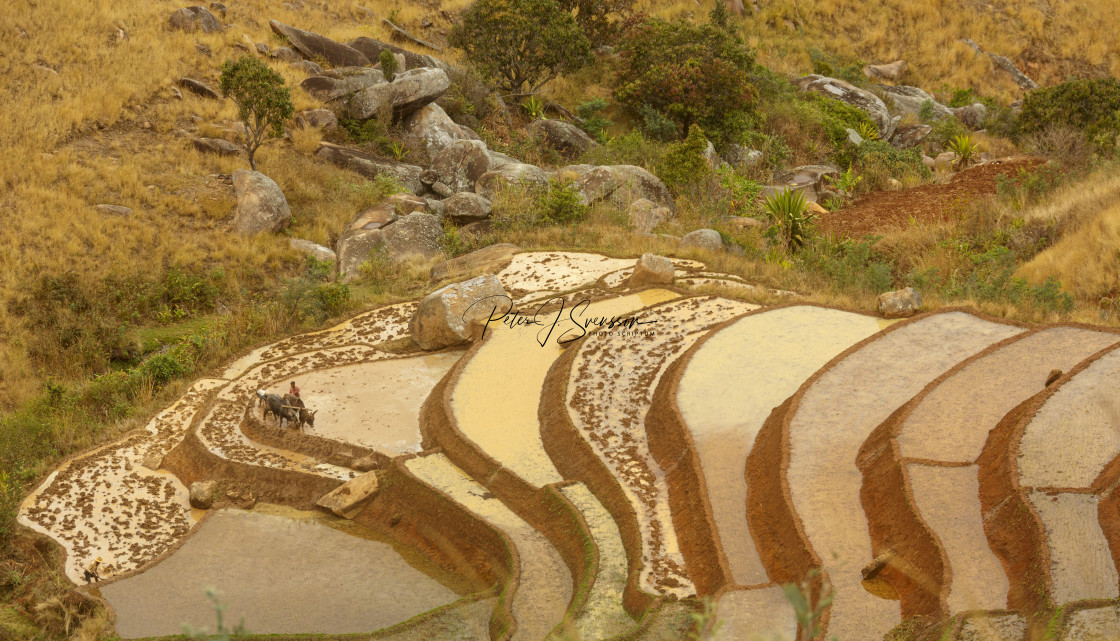 "1322 - Madagascar: Rice fields near Ambalavao" stock image