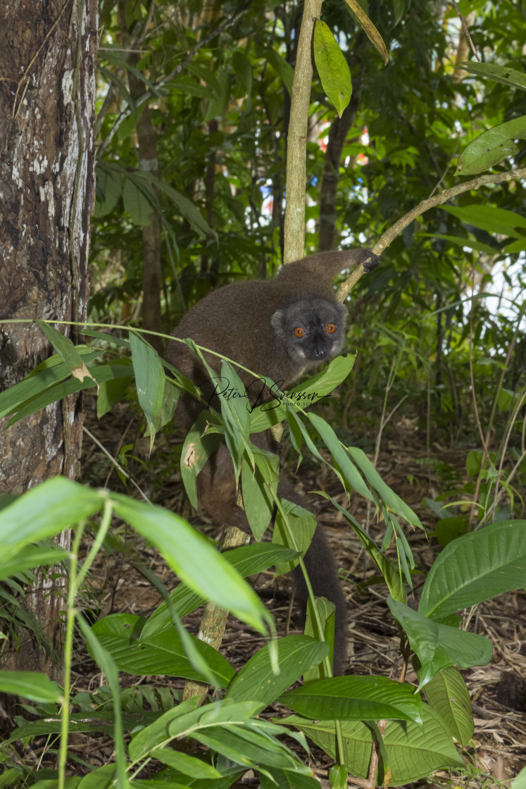 "2473B - Madagascar: a white-fronted brown lemur" by PhotoScriptum @ www.PeterSvensson.eu - $19.05 "2473B - Madagascar: a white-fronted brown lemur" stock image