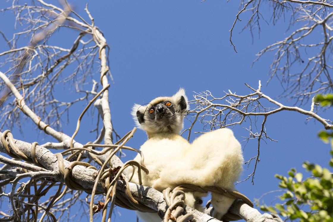 "0418B - Madagascar: a Golden-crowned sifaka sitting on his throne" stock image