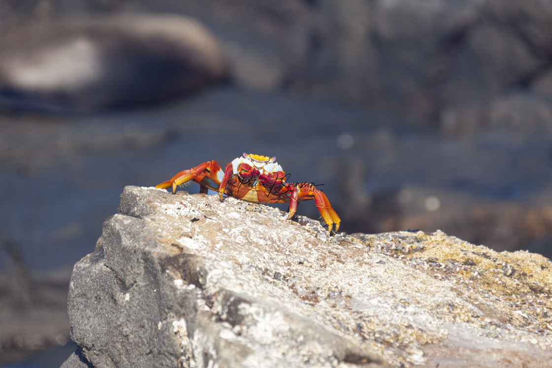 "0136 - Galápagos (Santa Cruz): a Sally Lightfoot Crab with eyes closed" stock image