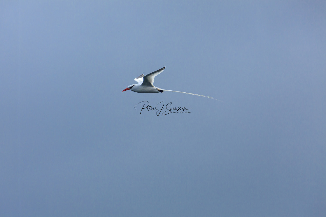 "2294 - Galápagos): a Red-billed Tropicbird in flight (2)" stock image