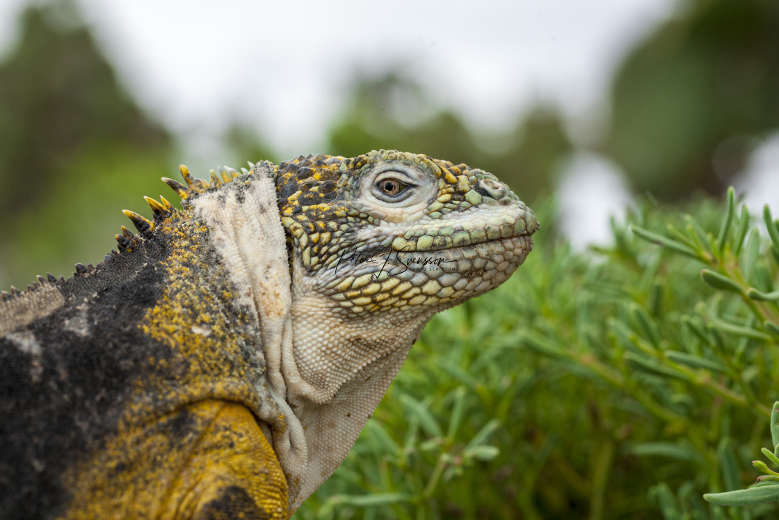 "2319 - Galápagos: profile of a Land Iguana (3)" stock image