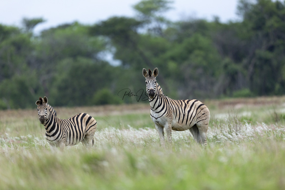 "0786 - South Africa: zebras in Kwazulu-natal" stock image