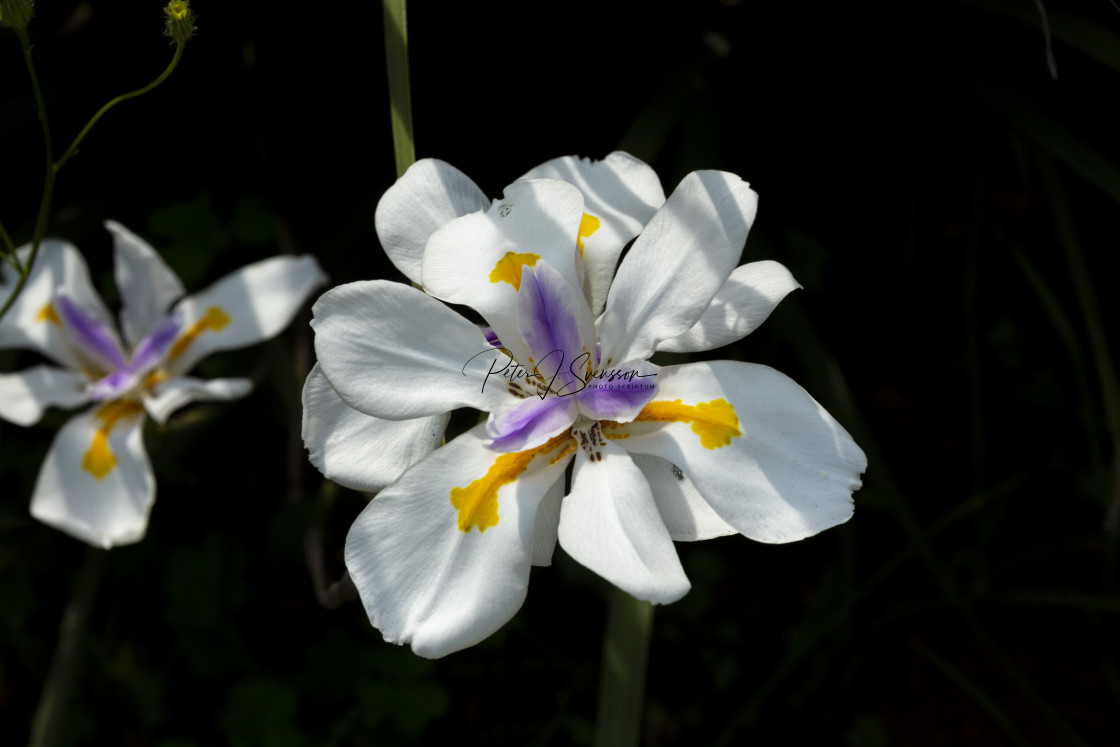 "0803 - South Africa: the large wild iris is native South Africa" stock image