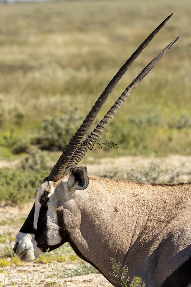 "2651 - Namibia, Etosha National Park: Gemsbok" stock image