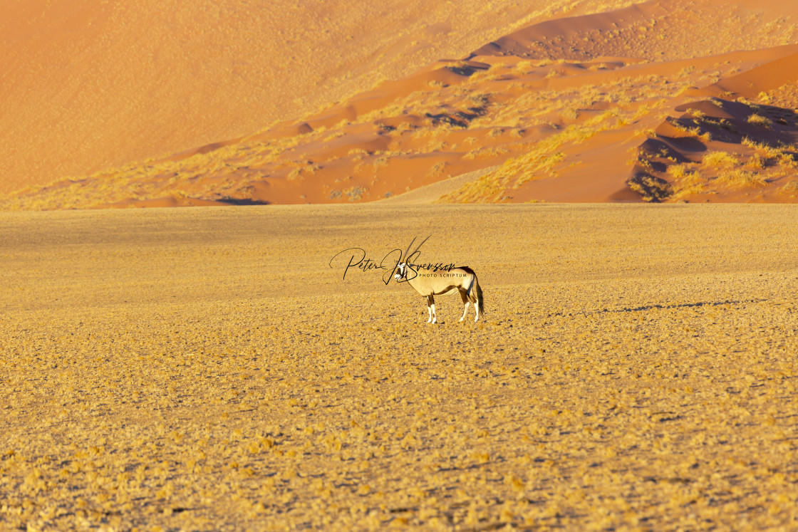 "1012 - Namibia, Hardap region: Orix Gazella" stock image