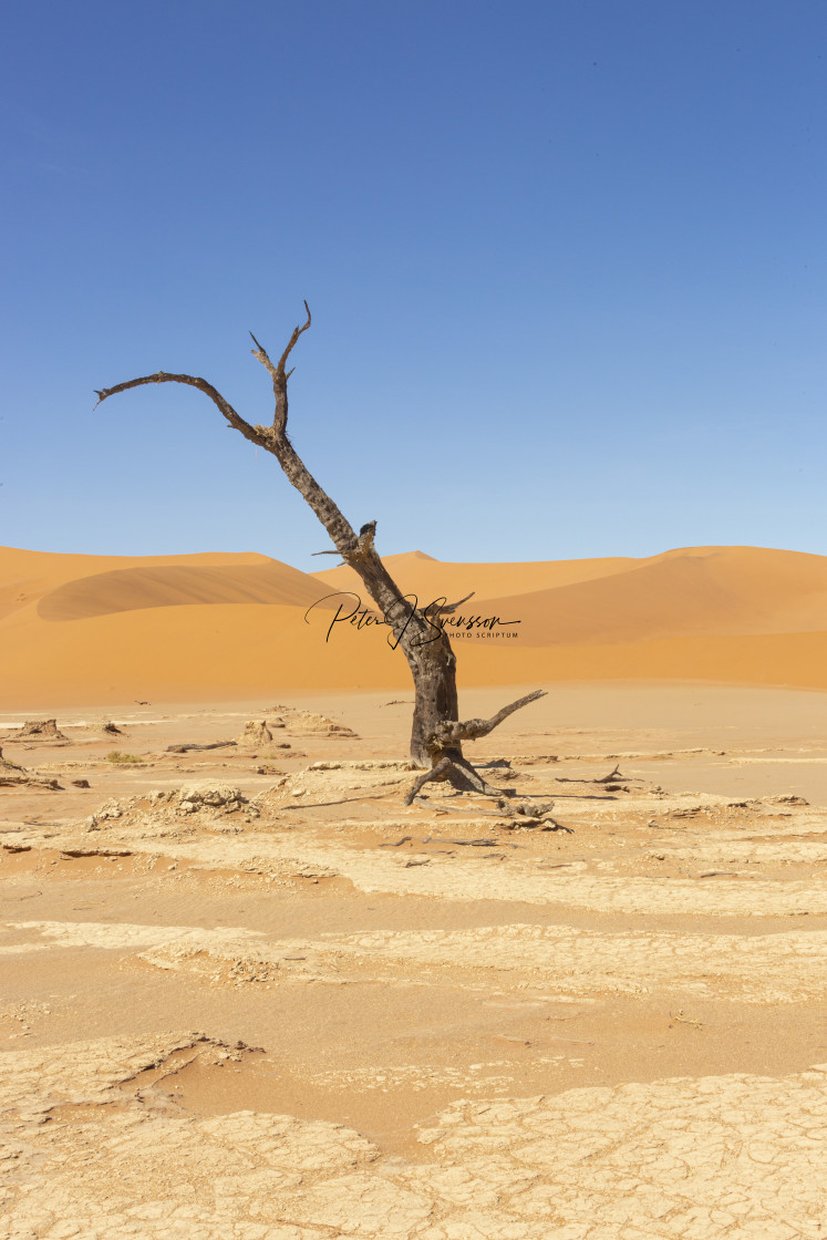 "1170 - Namibia: Sossusvlei / Deadvlei: over the horizon portrait" stock image