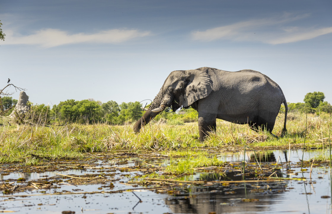 "1180 - Botswana (Okavango): African elephant" stock image