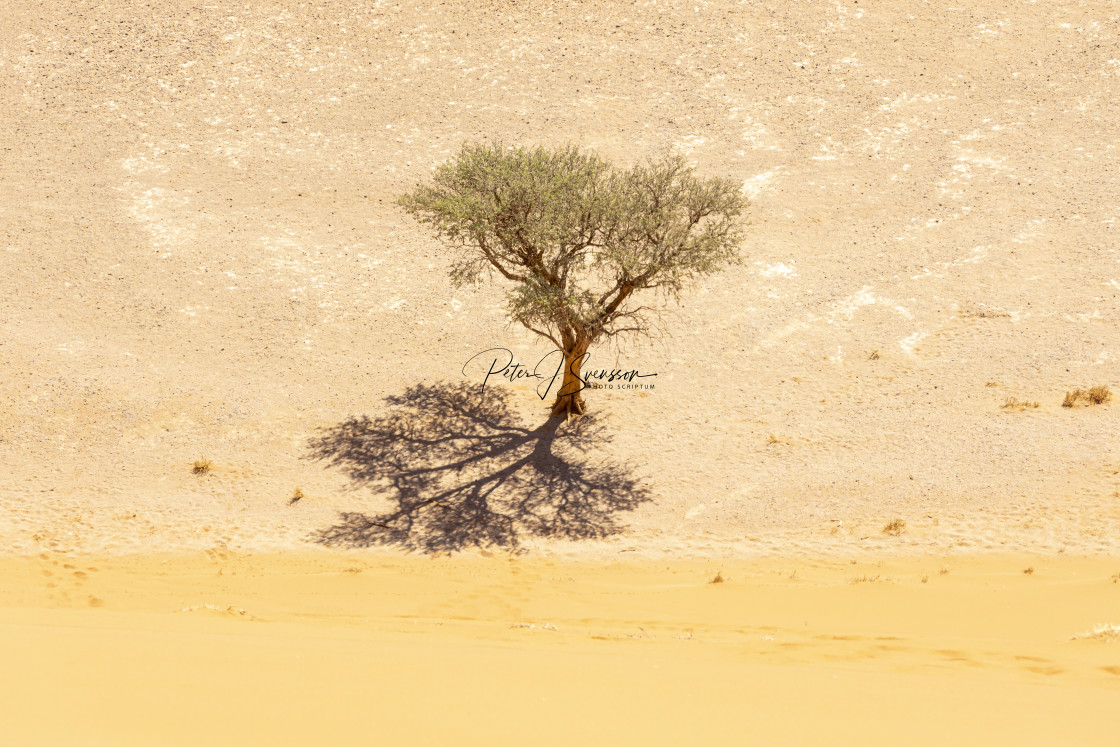 "0852B - Namibia, Sossusvlei: living tree 2" stock image