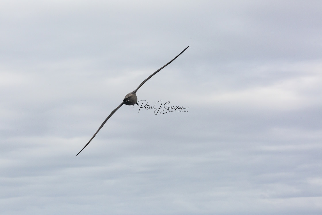 "0187 - Drake Passage: light-mantled albatros" stock image