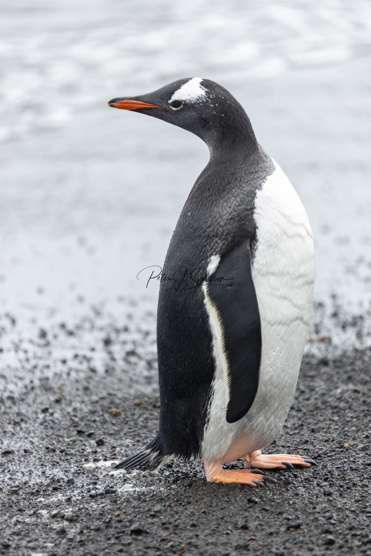 "0283 - a Gentoo penguin: wish I can do that!" stock image