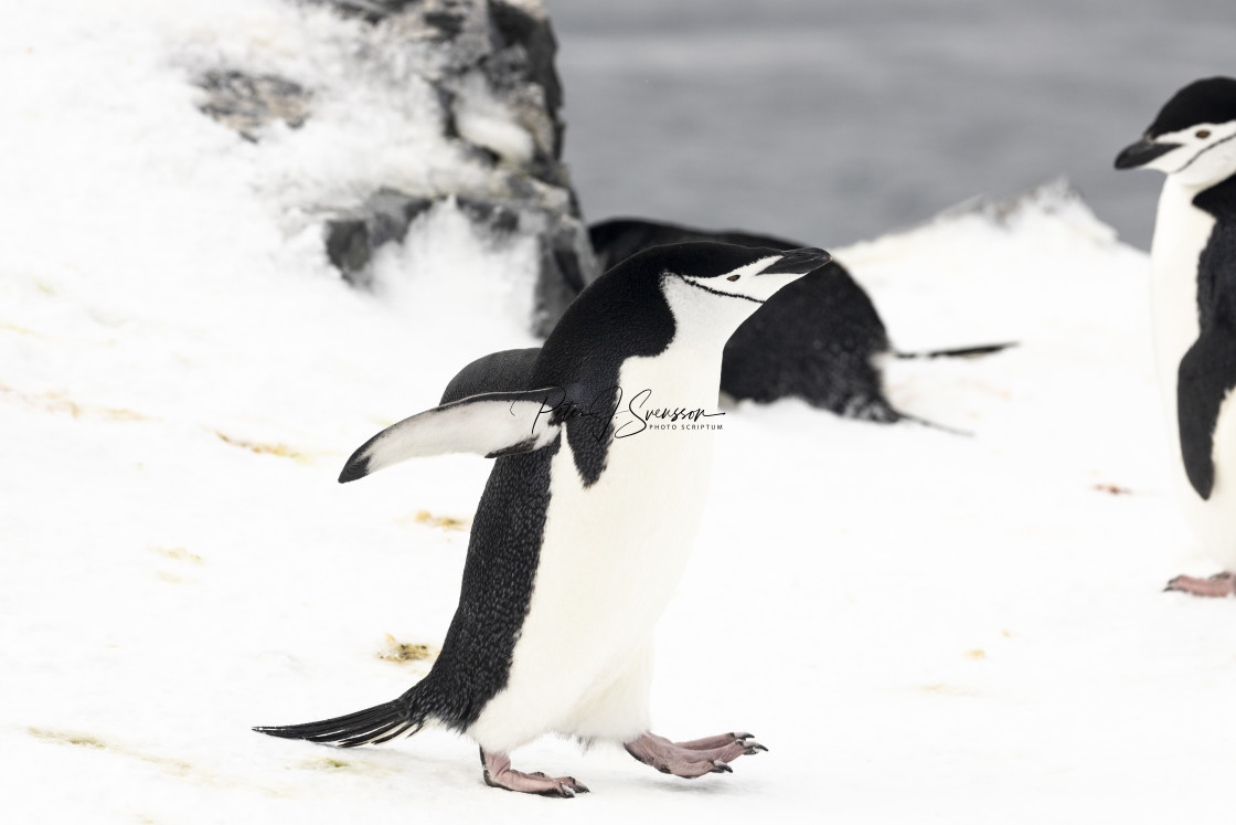 "1004 - Orne Harbour: a chinstrap penguin ... "I'm the runner!"." stock image