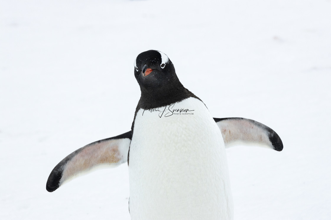 "0502 - Cuverville Island: portrait of a Gentoo penguin" stock image