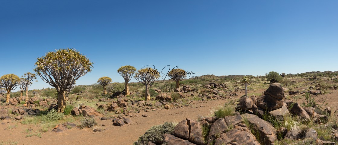 "The Quiver Tree Forest (Afrikaans: Kokerboom Woud)" stock image