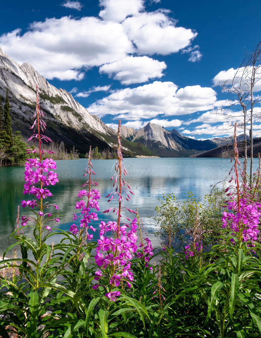 "Fireweed at Medicine Lake, Jasper" stock image