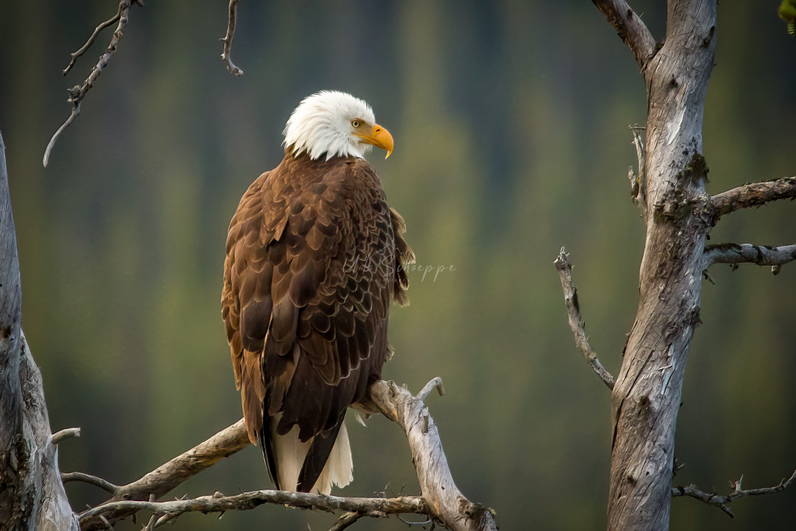 "Bald Eagle" stock image