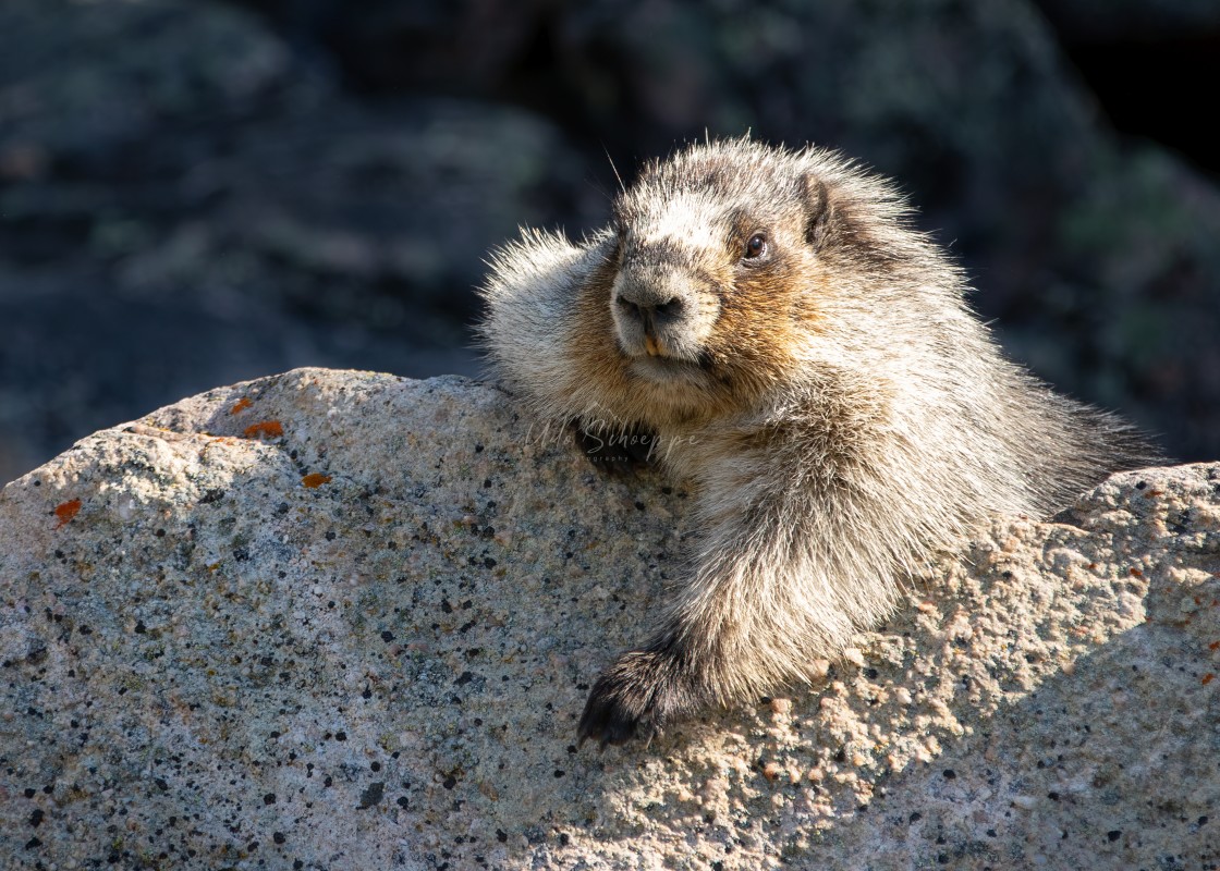 "Marmot On The Rocks" stock image