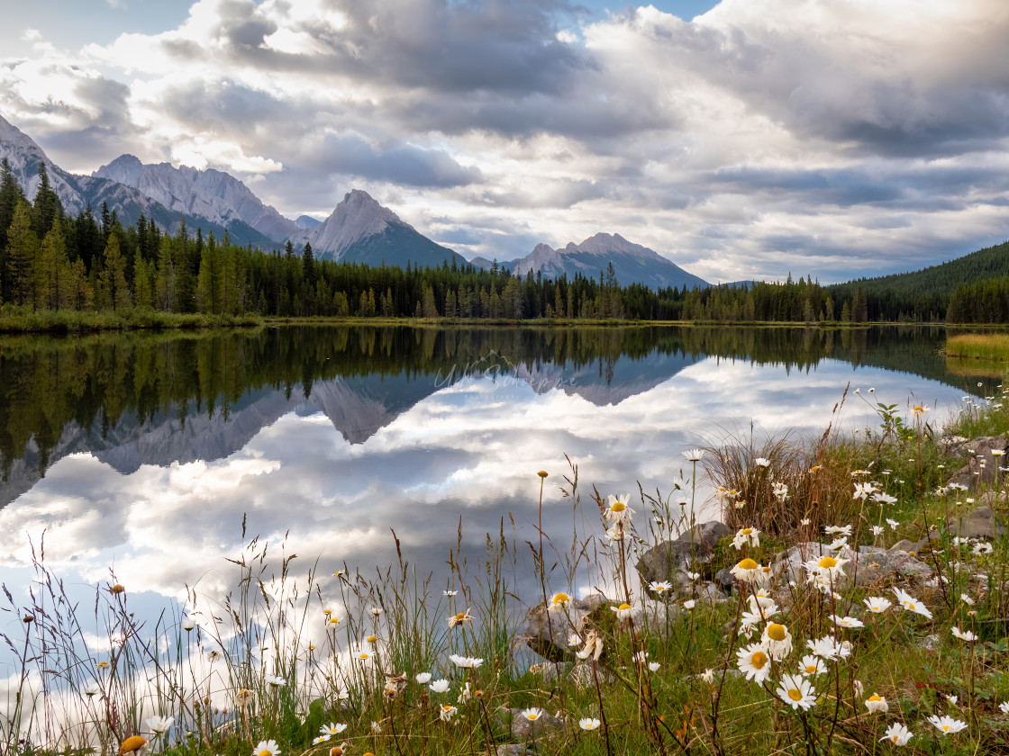 "Flowers at Mountain Lake in Kananaskis" stock image