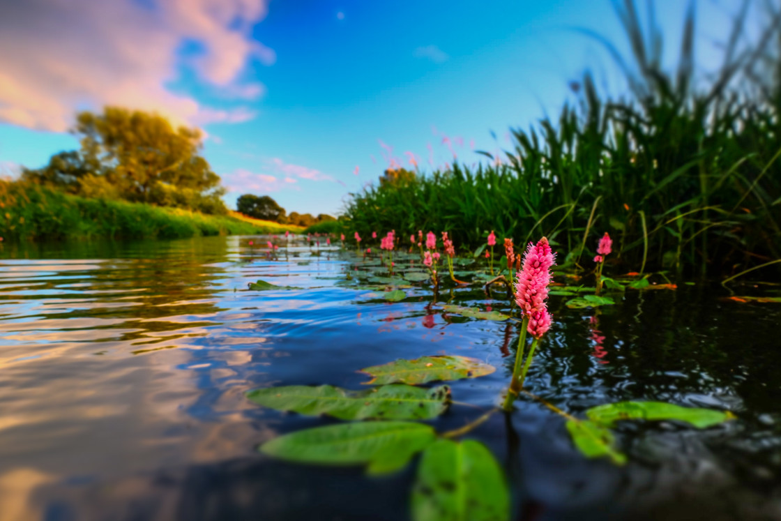 "Water knotweed sunset" stock image