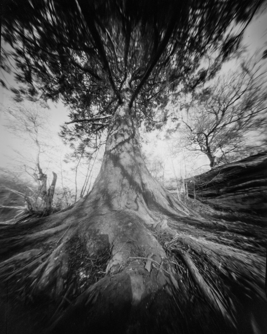 "Queen of the forest - Pinhole photo" stock image