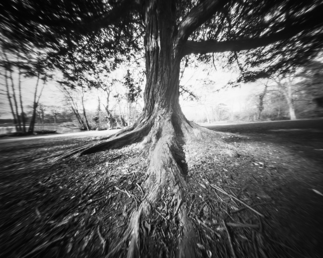 "Tree - Pinhole photo" stock image