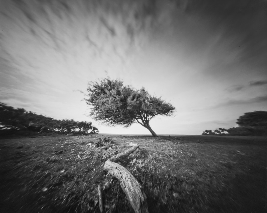 "Leaning tree - Pinhole photo" stock image