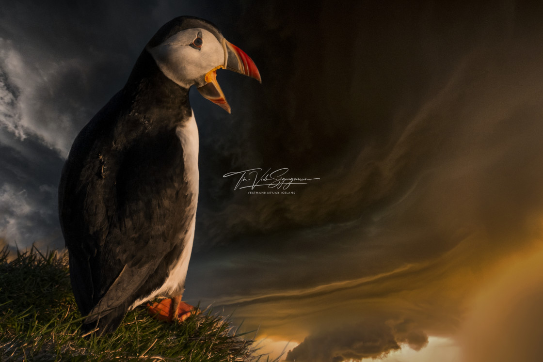 "Puffin" stock image