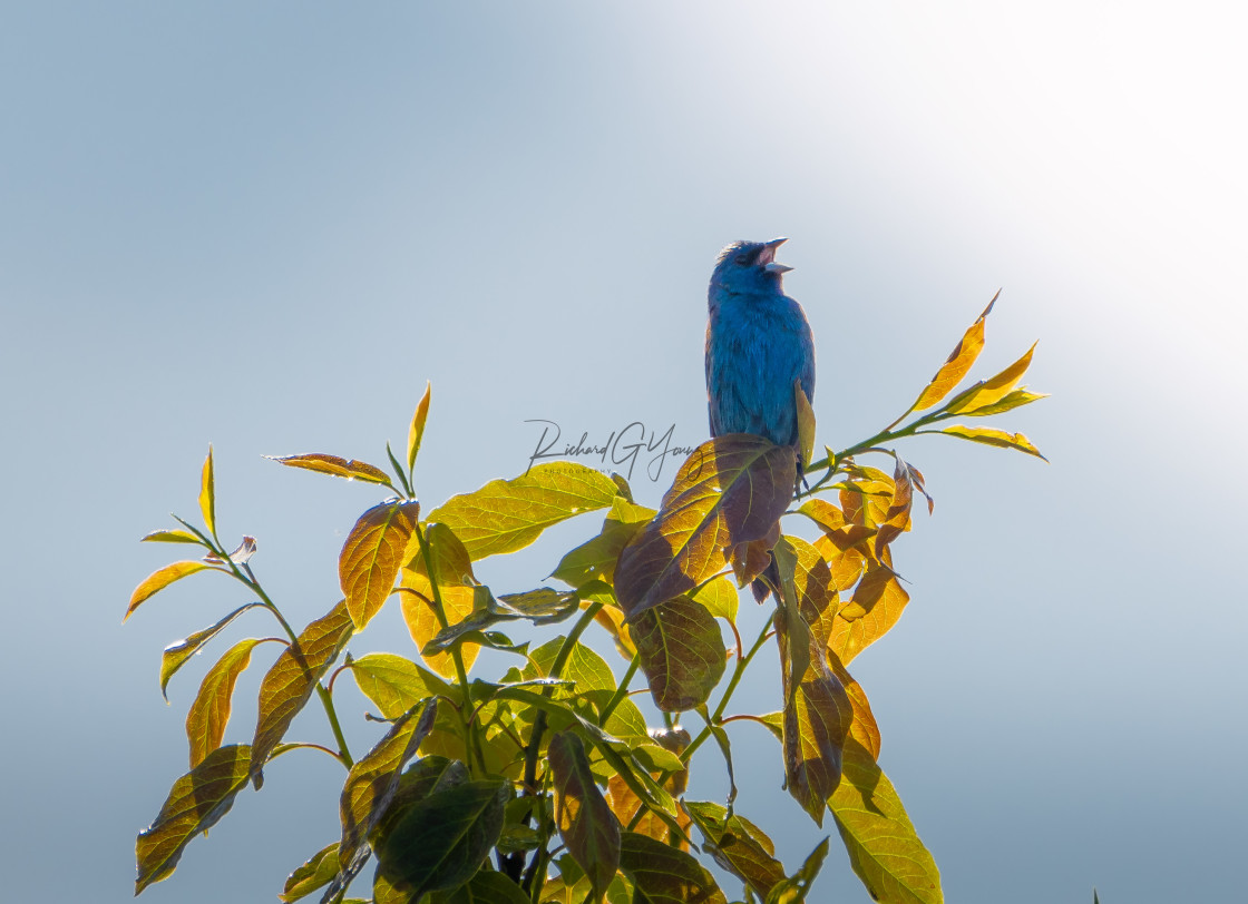 "Singing to the sun" stock image